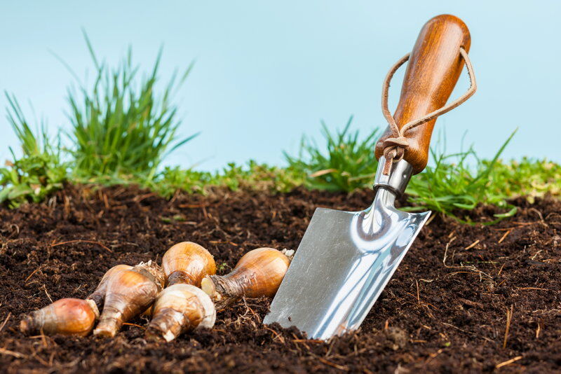 bulbs and trowel